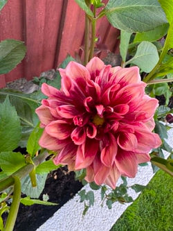 Dahlia Bloomquist York