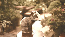 A cat wearing a cone sits on a stool out