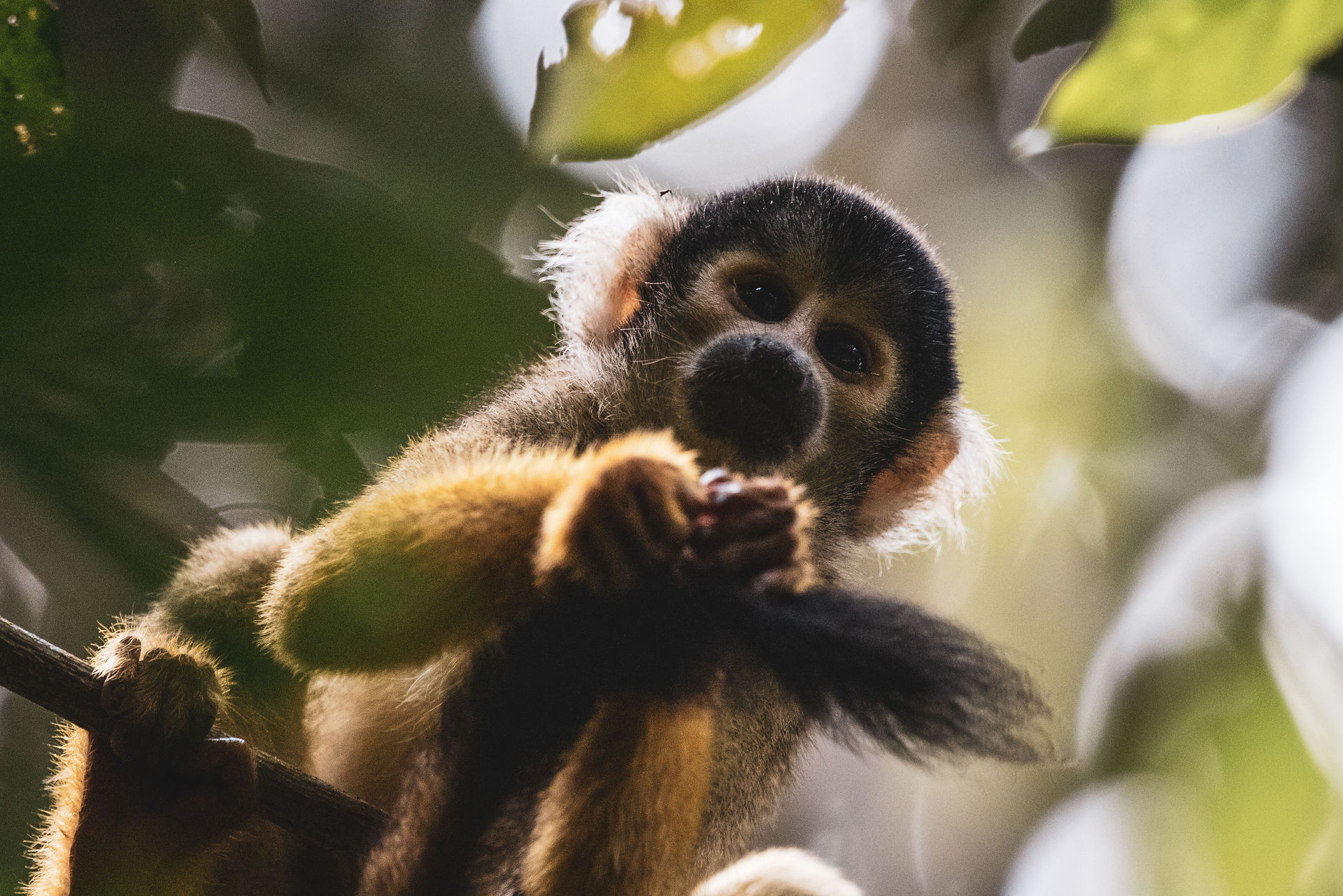 Chalalan Ecolodge Rurenabaque mit Bot Amazonas Bolivien Affe