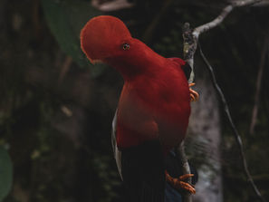 Vögel beobachten in Jardin Kolumbien