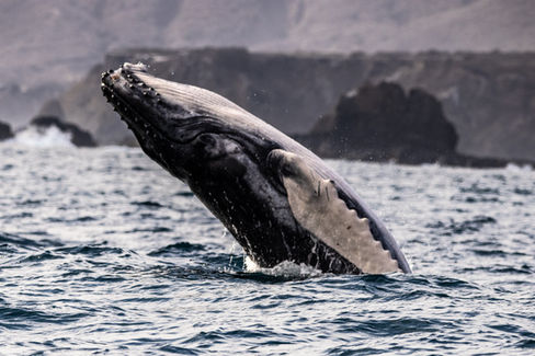 Buckelwale Humpback whales Ecuador La Plata
