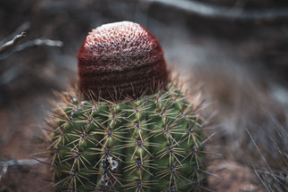 Karibik Aruba Arikok Nationalpark