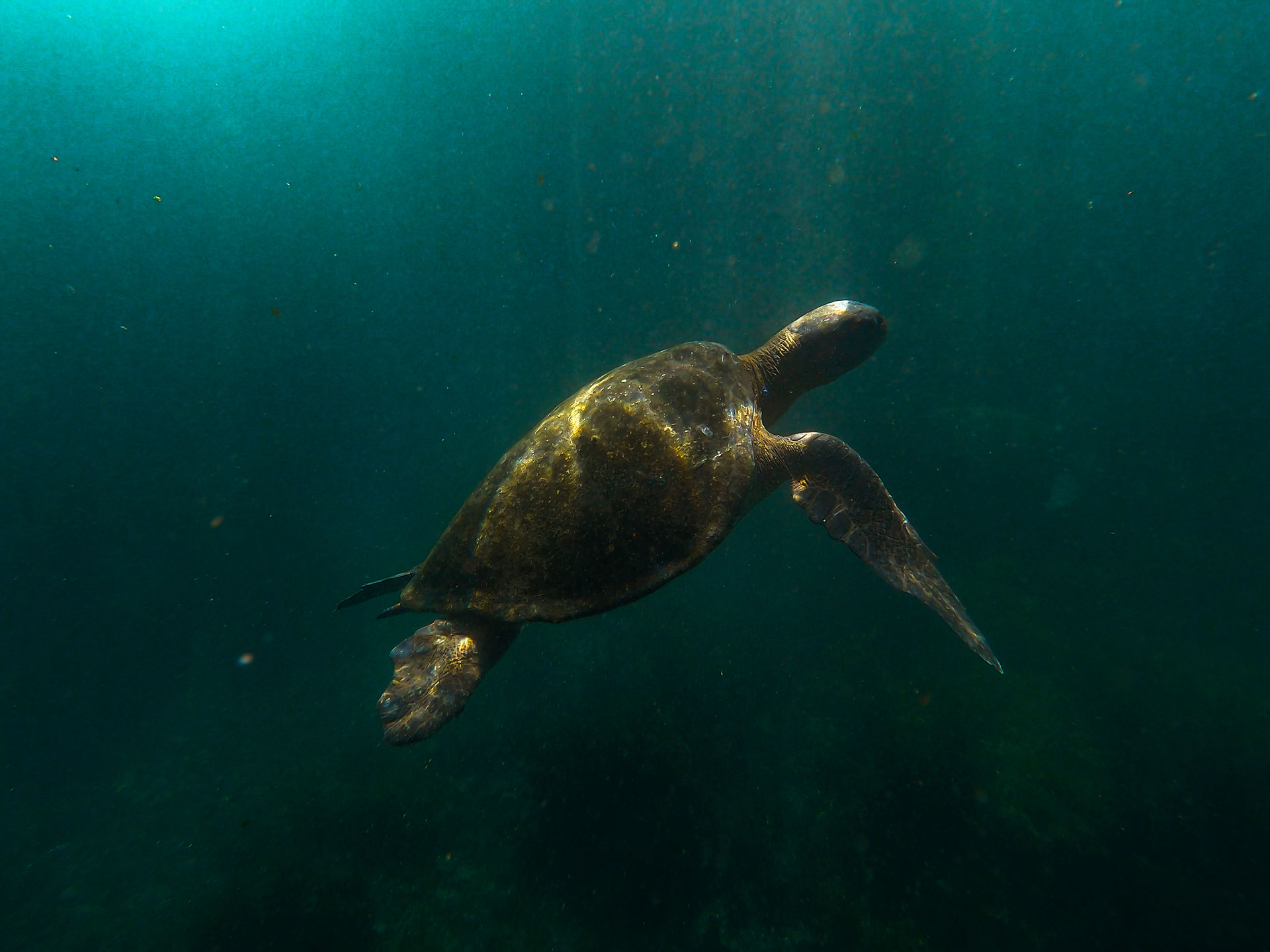 Galapagos Schnorcheln Schildkröte