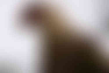 Karibik Aruba Arikok Nationalpark