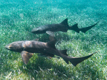 Belize Caye Caulker Shark Ray Allee Reef Sharks central american reef snorkeling wildlife marinelife