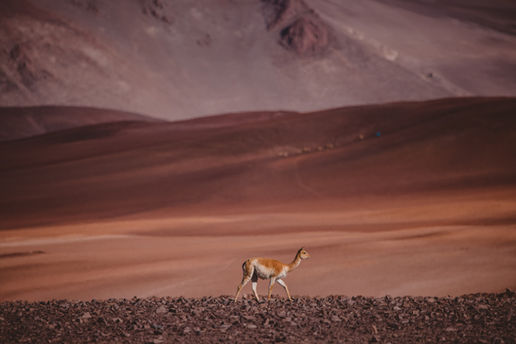 Cono di Arita Puna Argentinien
