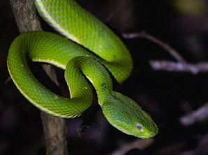 Regenwald, Strände und Tiere ohne Ende