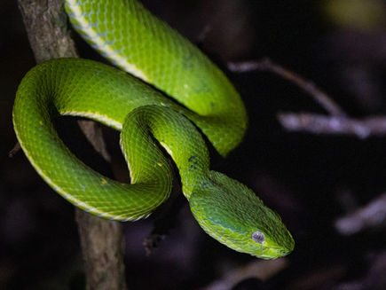 Es ist erstaunlich, wie viele unterschiedliche Tierarten wir in der Kürze der Zeit gesehen haben. Alles in freier Wildbahn; oftmals an banalen Orten und in unerwarteten Situationen. Man merkt der Tierwelt an, dass sie hier gut geschützt wird und unbesorgt leben kann. Pura Vida!