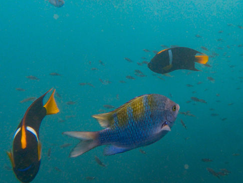 Unterwasserwelt La Plata Ecuador