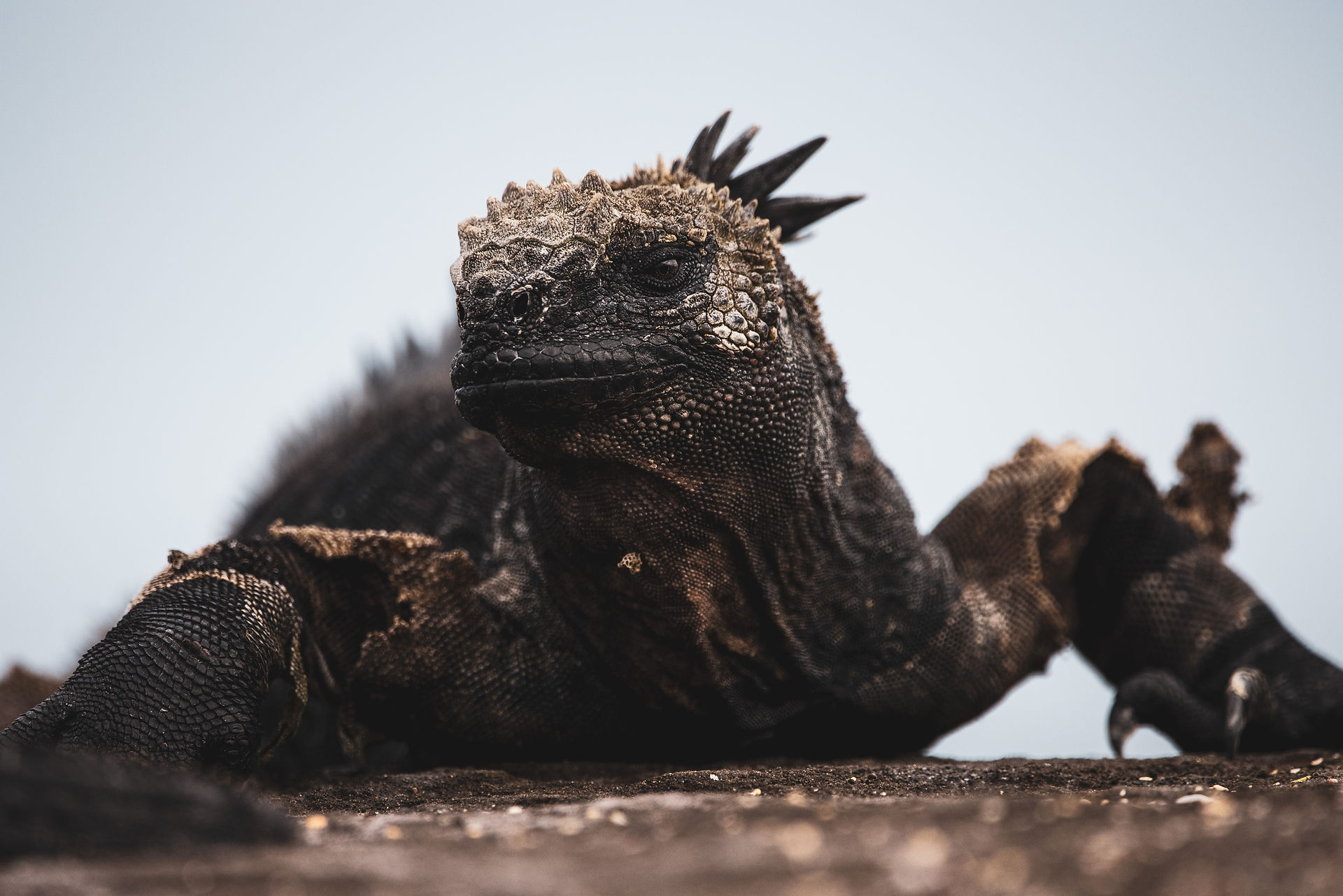 Mosquera Island Galapagos Cruise