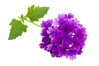 verbena.png
