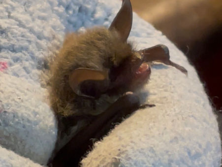 35) To Valhalla And Back*