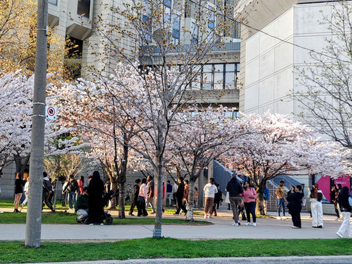 Clusters of people gathered under the blooming sakura trees at the University of Toronto campus