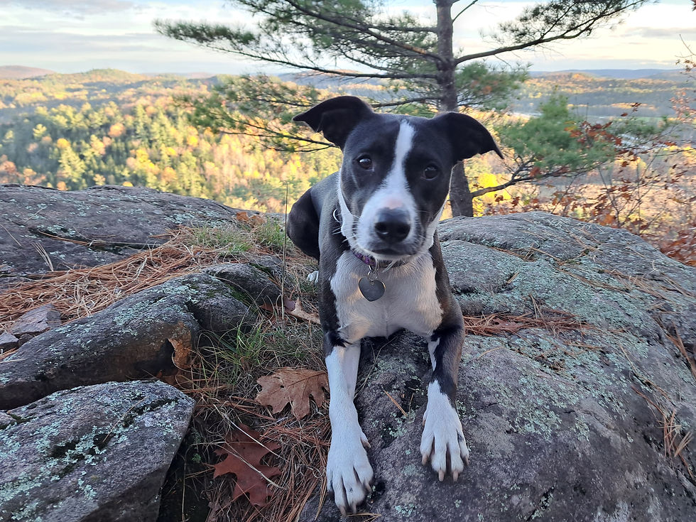 a small black and white dog is looking at the camera, sitting on a rock overlooking a vista of trees