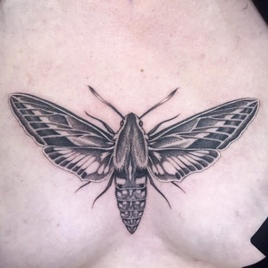 moth2.jpeg
