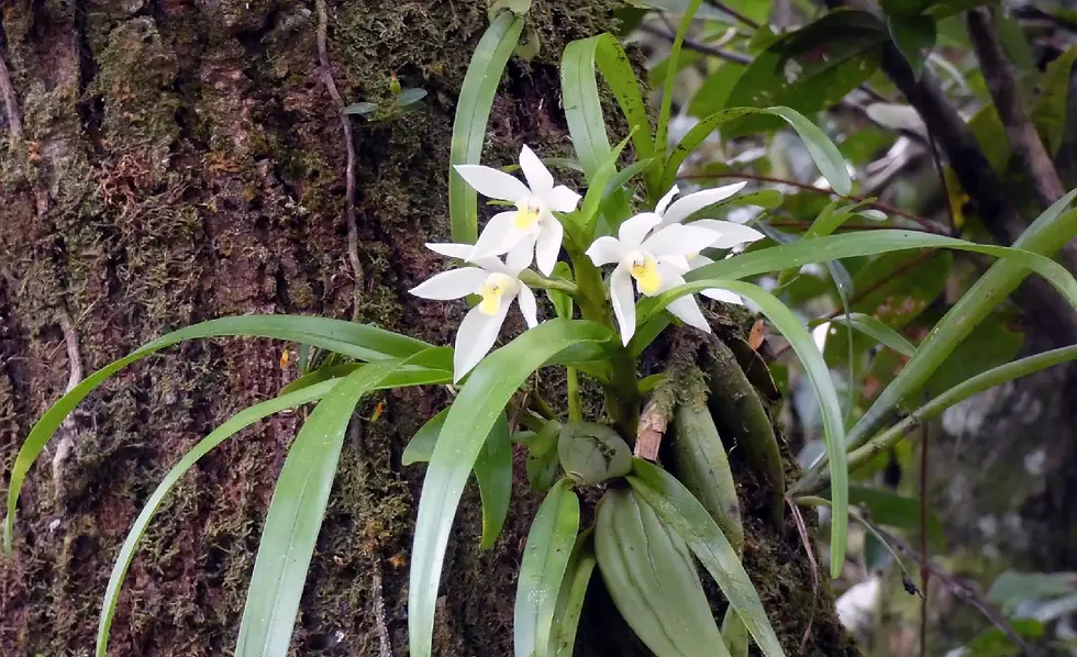 Orchidée épiphyte indigène et typique de la Guyane, Kano Dilo .