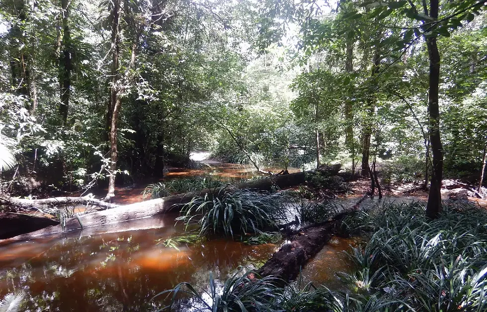 Paysage typique de guyane, Kano Dilo