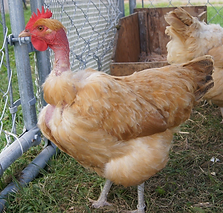TurkenChicken.webp
