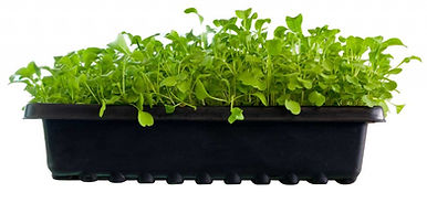flat-of-arugula-1024x500.jpg