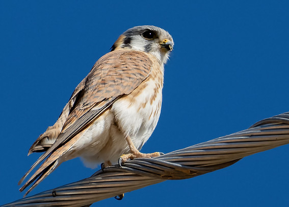 AmericanKestrel_JimHoagland_2025.jpg