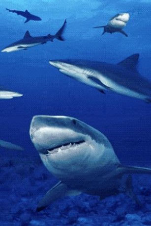 Sharks