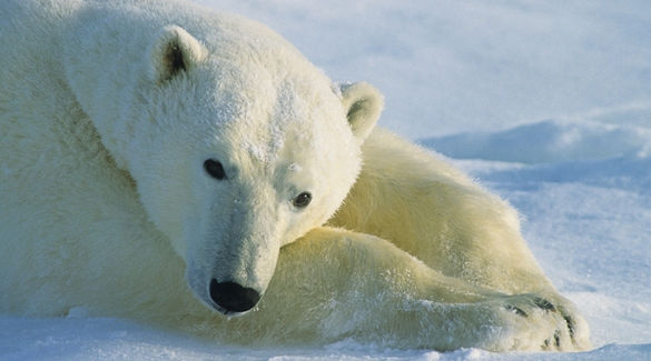 Polar bears