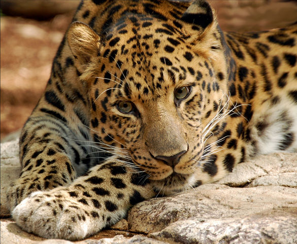 Amur Leopard