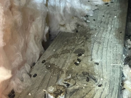 Expert Pest Control Services in Contra Costa County