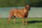 Rosi_Trächtigkeit_Tag_56d