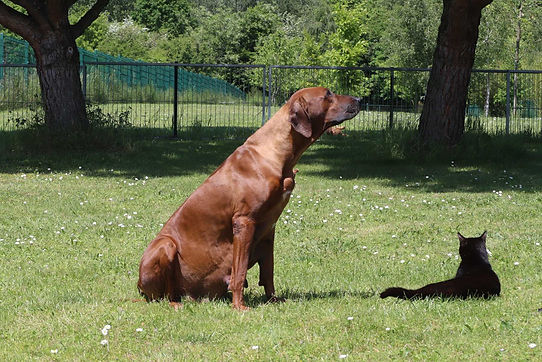 Meena Trächtigkeit Tag 56-1.jpg