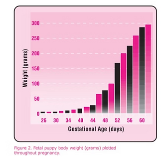 Entwicklung der Babies im Bauch