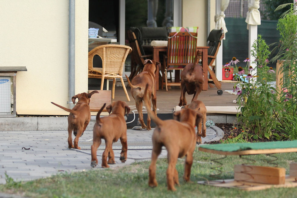 Tag 57 Akinvoleezah Rhodesian Ridgeback Guldner Welpe Saar 049.jpg