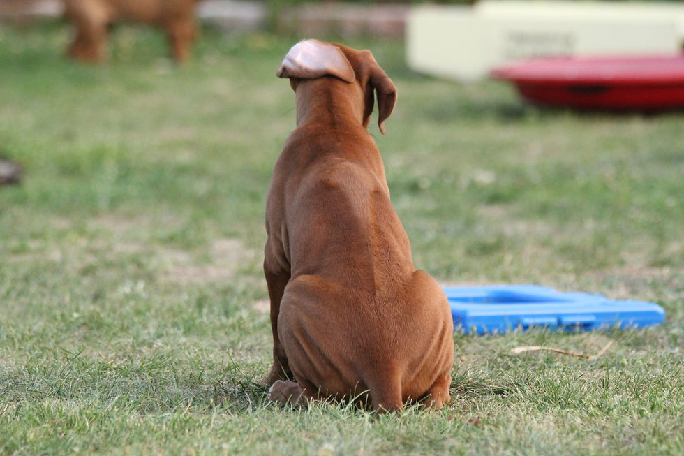 Tag 57 Akinvoleezah Rhodesian Ridgeback Guldner Welpe Saar 027.jpg