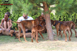 Welpentreffen Akinvoleezah 28.08.2016_46