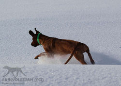 Maari Moyo Akinvoleezah Skiurlaub 2015 Guldner 31.jpg