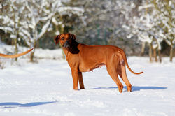 Hunde Garten 31.01.2019_009