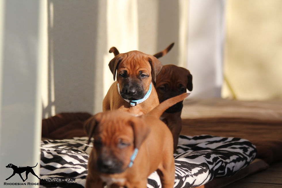 Tag 28 Akinvoleezah Rhodesian Ridgeback Guldner Welpe Saar 013.jpg