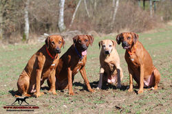 Akinvoleezah_Akimo_Rhodesian_Ridgeback_Frühling_2017_012