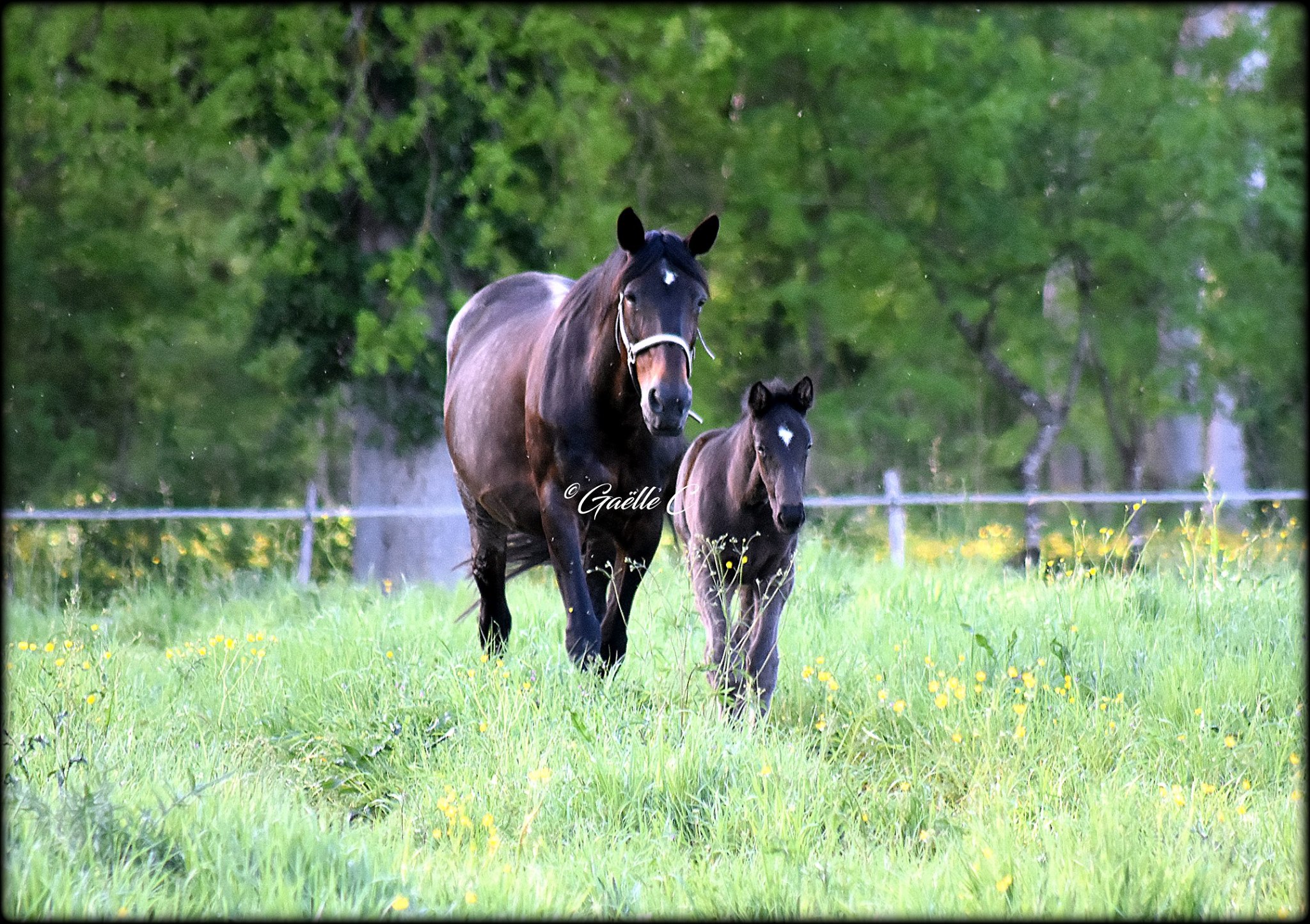 LE HARAS harasvillereal