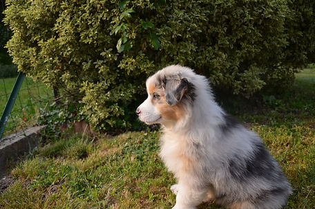 Berger Australien chiot elevage