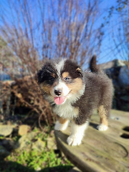 Chiot disponible berger australien LOF