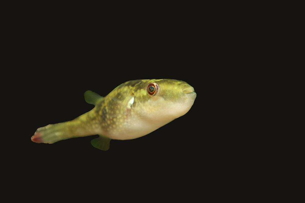 Leiodon Cutcutia Pufferfish Care Sheet