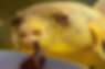 ree