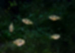 ree