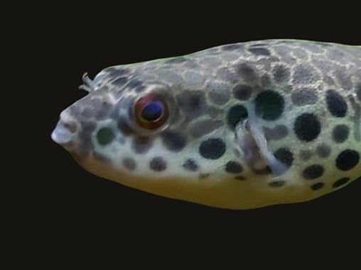 Tetraodon Schoutedeni Pufferfish Care Sheet