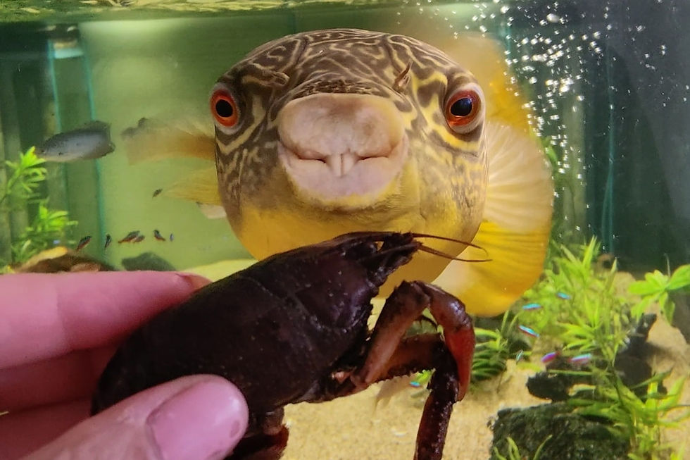 Feeding Crabs and Crayfish to Freshwater Pufferfish