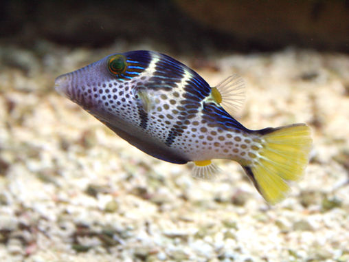 Genera within Tetraodontidae