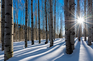 aspens in the winter