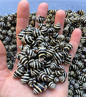 A hand covered with multiple bumblebee shells held above a container filled with more bumblebee shells, showcasing the vibrant yellow and black patterns.