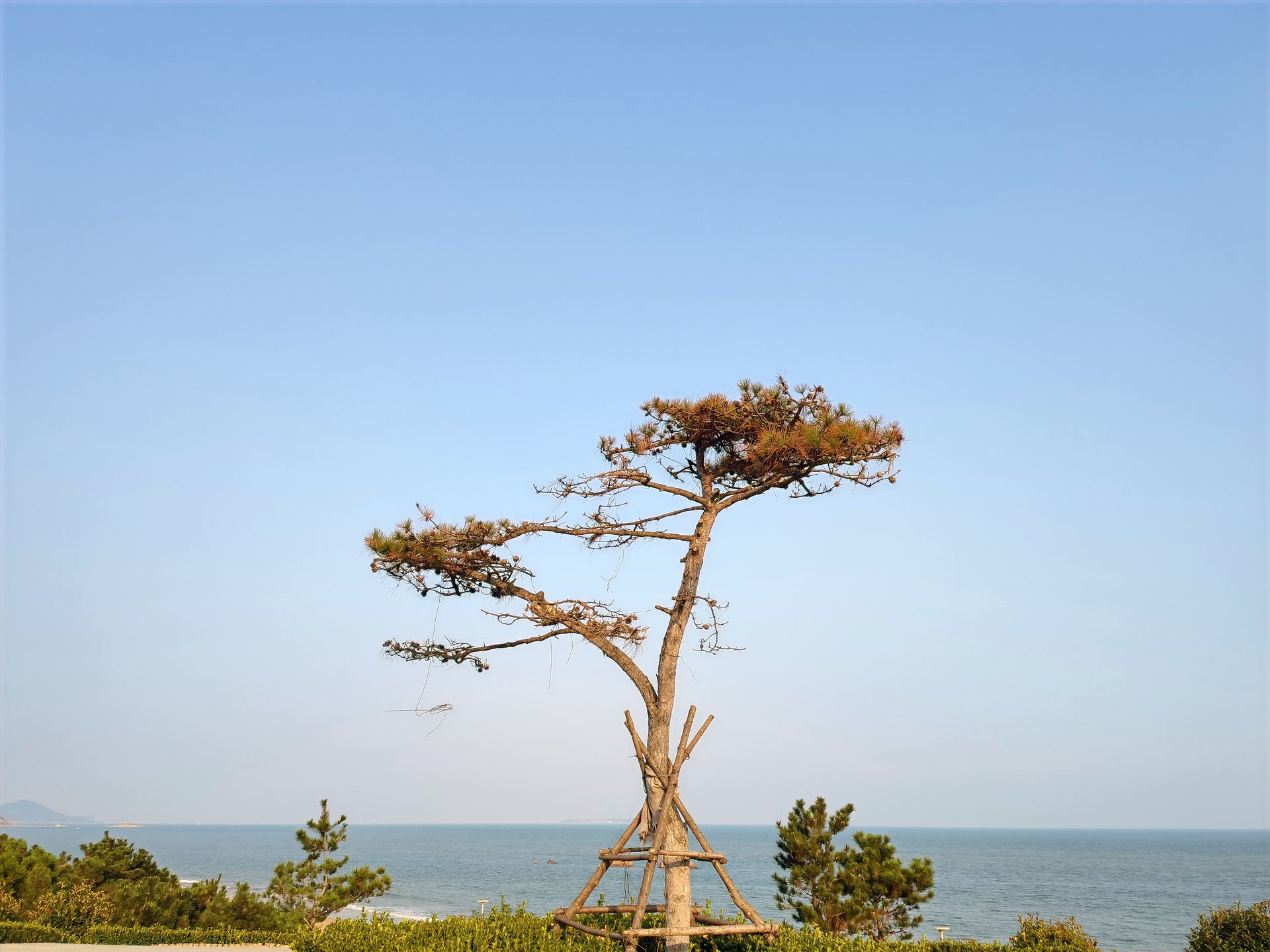 Qingdao, beach, special tree